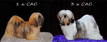 Lhasa Apso: Ariyantas Ma-Naya and Rebellic's It's All About The Money