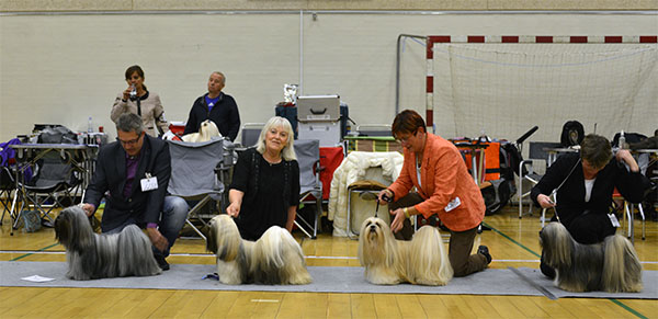 Lhasa Apso: Ariyantas Ma-Yama