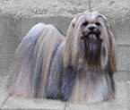 Lhasa Apso: Ti La Shu Din Din Dawa