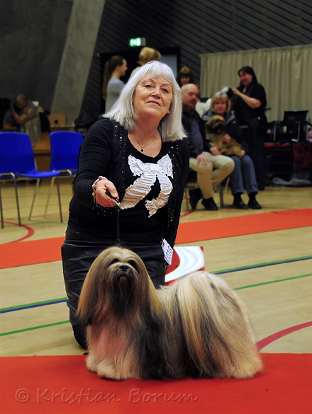 Lhasa Apso: Ti La Shu Din Din Dawa