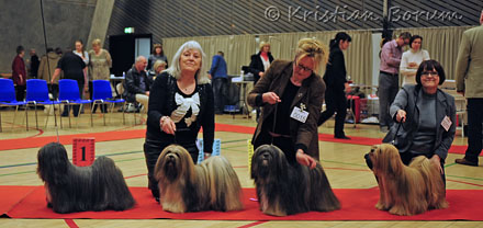 Lhasa Apso: Ti La Shu Din Din Dawa