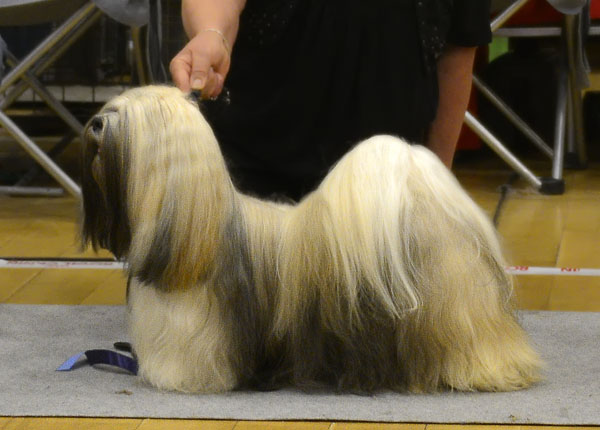 Lhasa Apso: Ariyantas Ma-Yama