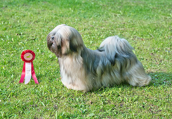 Lhasa Apso: Ariyantas Ma-Yamia