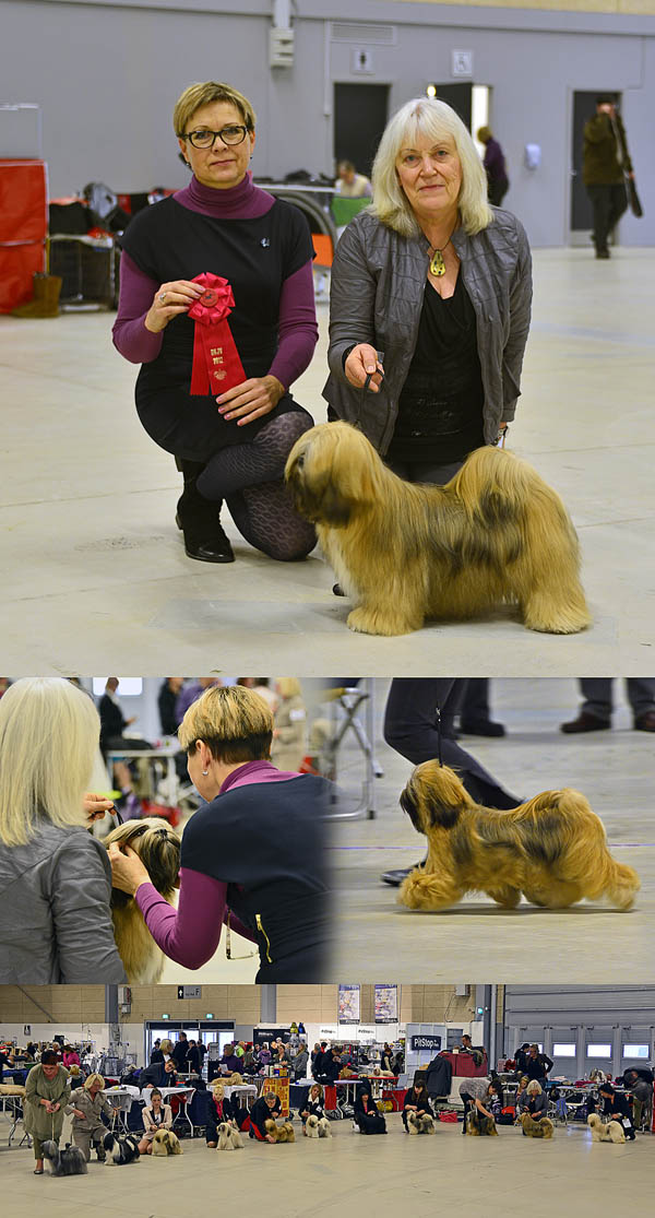 Lhasa Apso: Ariyantas Ma-Yana