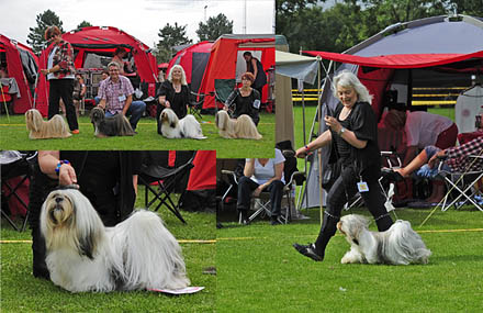 Lhasa Apso: Rebellic's It's All About The Money