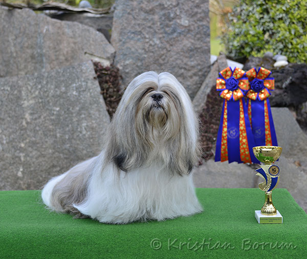 Lhasa Apso: Rebellic's It's All About The Money