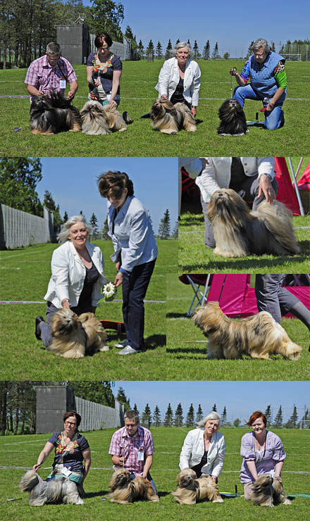 Lhasa Apso: Ti La Shu Din Din Dawa