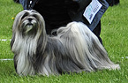 Lhasa Apso: Ariyantas Ya-Na