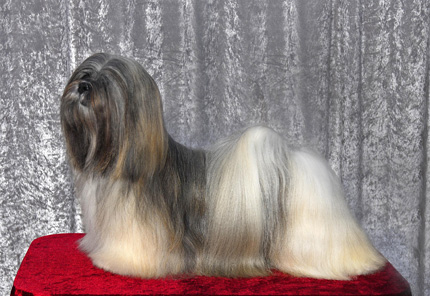 Lhasa Apso: Ariyantas Ya-Na