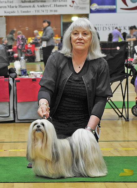 Lhasa Apso. Ariyantas Yo-An