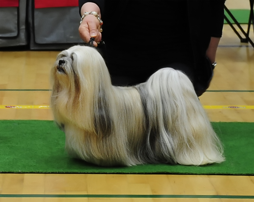 Lhasa Apso: Ariyantas Yo-An