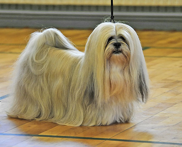 Lhasa Apso: Ariyantas Yo-An