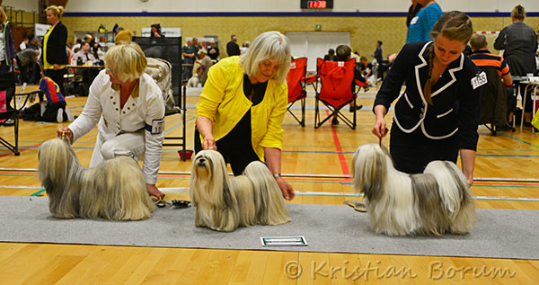 Lhasa Apso: Ariyantas Yo-An