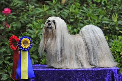 Lhasa Apso: Ariyantas Yo-An